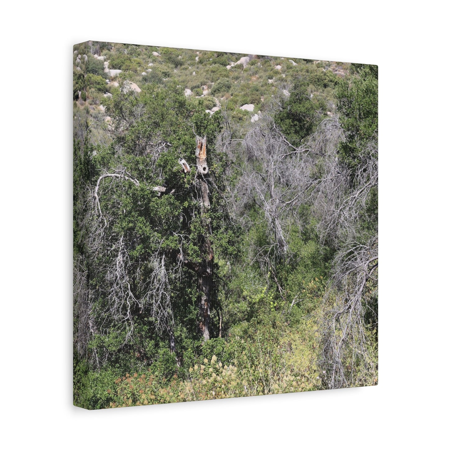 Drought-Stricken Forest - Unique Frameless Canvas Wall Art