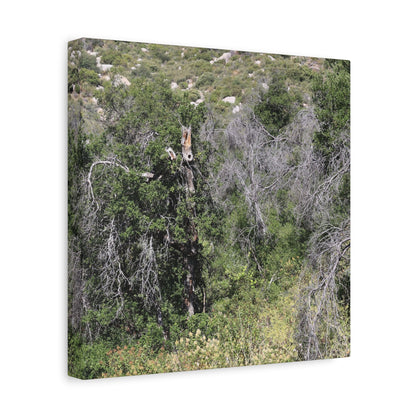Drought-Stricken Forest - Unique Frameless Canvas Wall Art