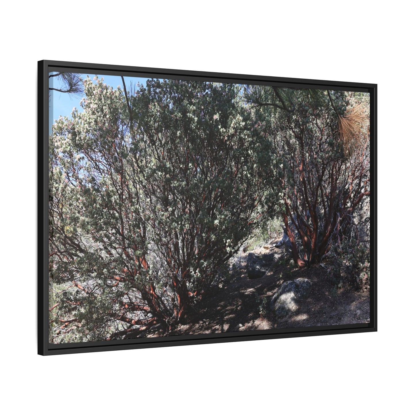 Desert Trail Through Blooming Manzanita - Unique Stretched Canvas Wall Art