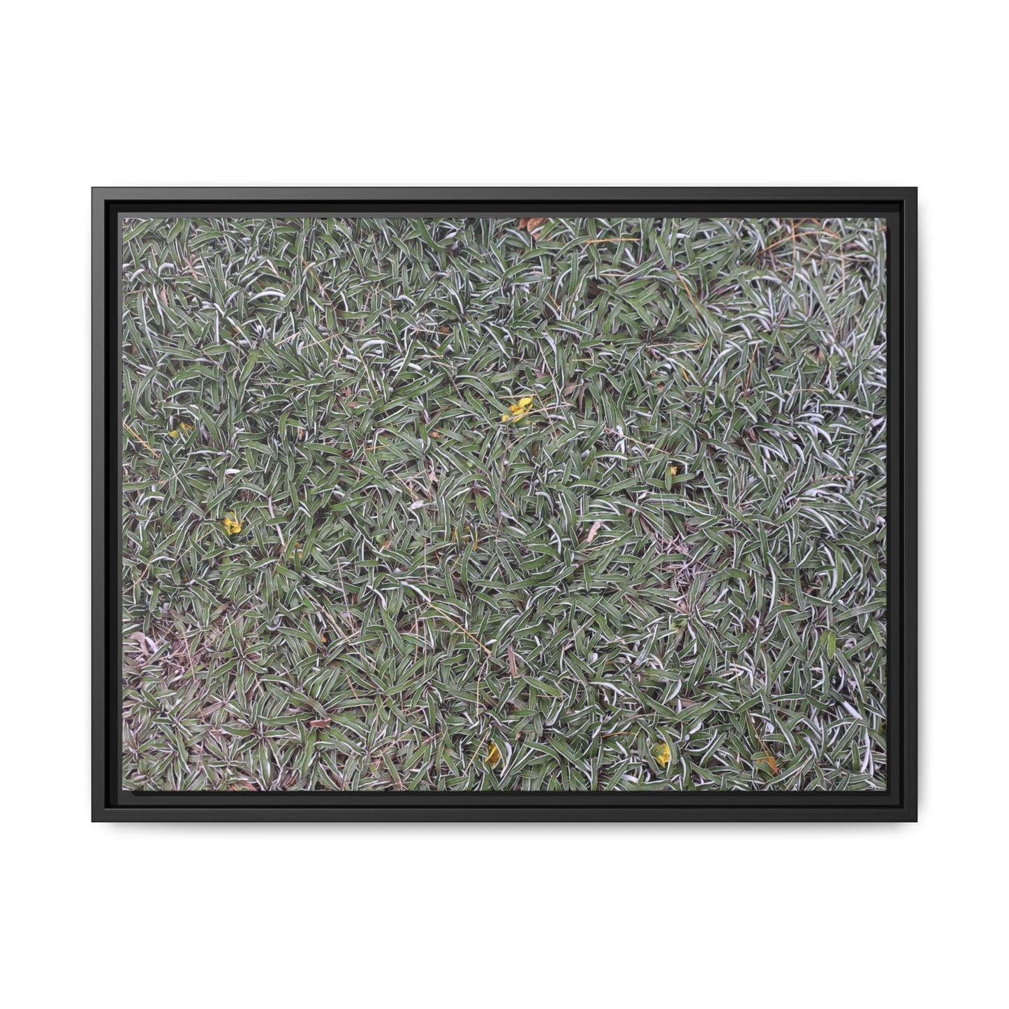 Grassy Texture - Unique Stretched Canvas Wall Art - Art By Earth