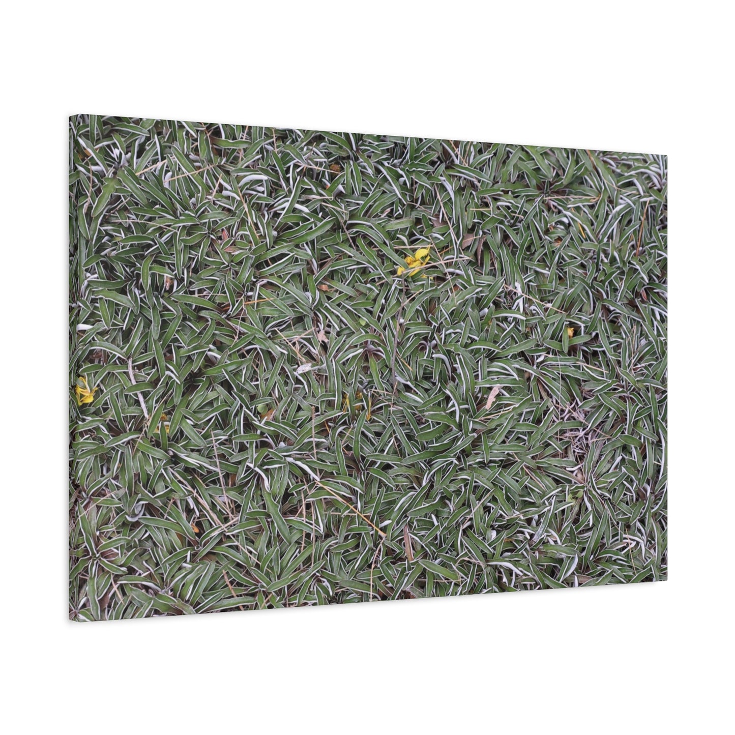 Tangled Memories - Unique Frameless Canvas Wall Art - Art By Earth