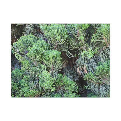 Green Labyrinth - Unique Frameless Canvas Wall Art - Art By Earth