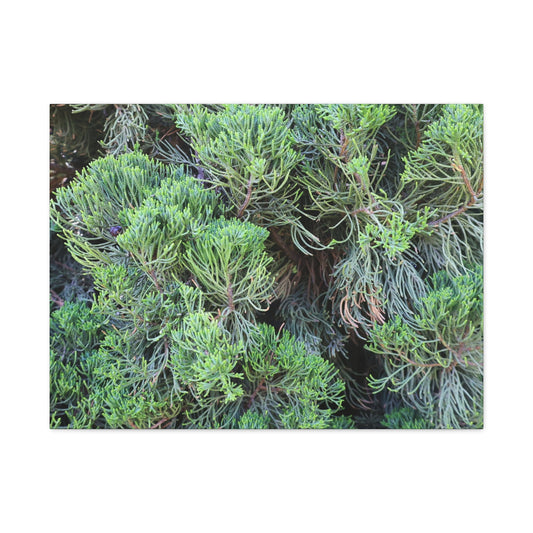 Green Labyrinth - Unique Frameless Canvas Wall Art - Art By Earth