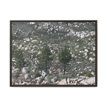 Rocky Hillside with Pine Trees - Unique Stretched Canvas Wall Art - Art By Earth