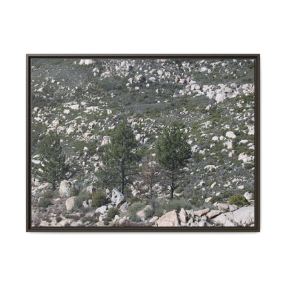 Rocky Hillside with Pine Trees - Unique Stretched Canvas Wall Art - Art By Earth