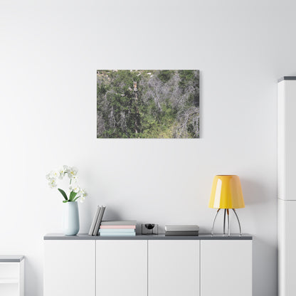 Drought-Stricken Forest - Unique Frameless Canvas Wall Art