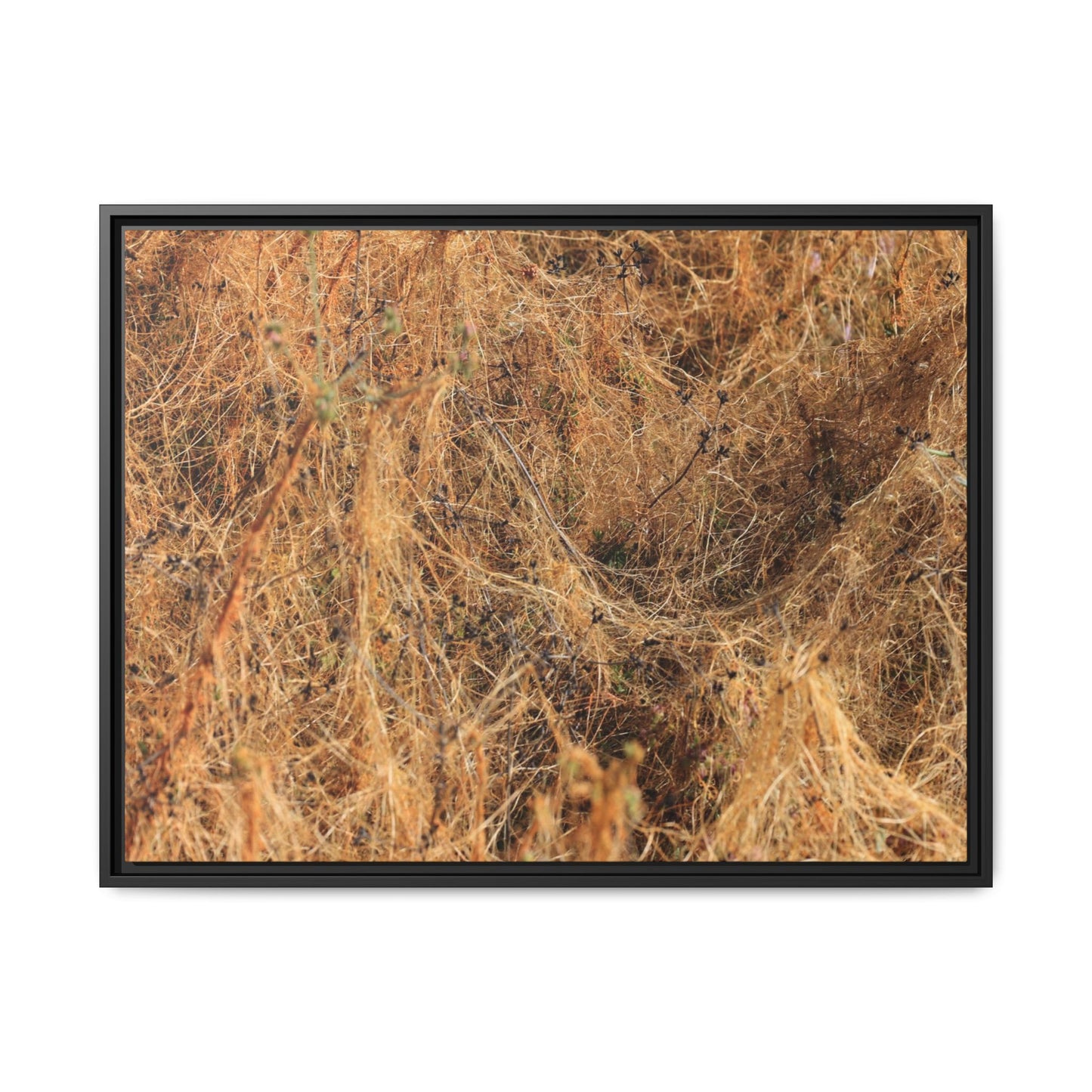 Dried Vegetation Study - Unique Stretched Canvas Wall Art - Art By Earth