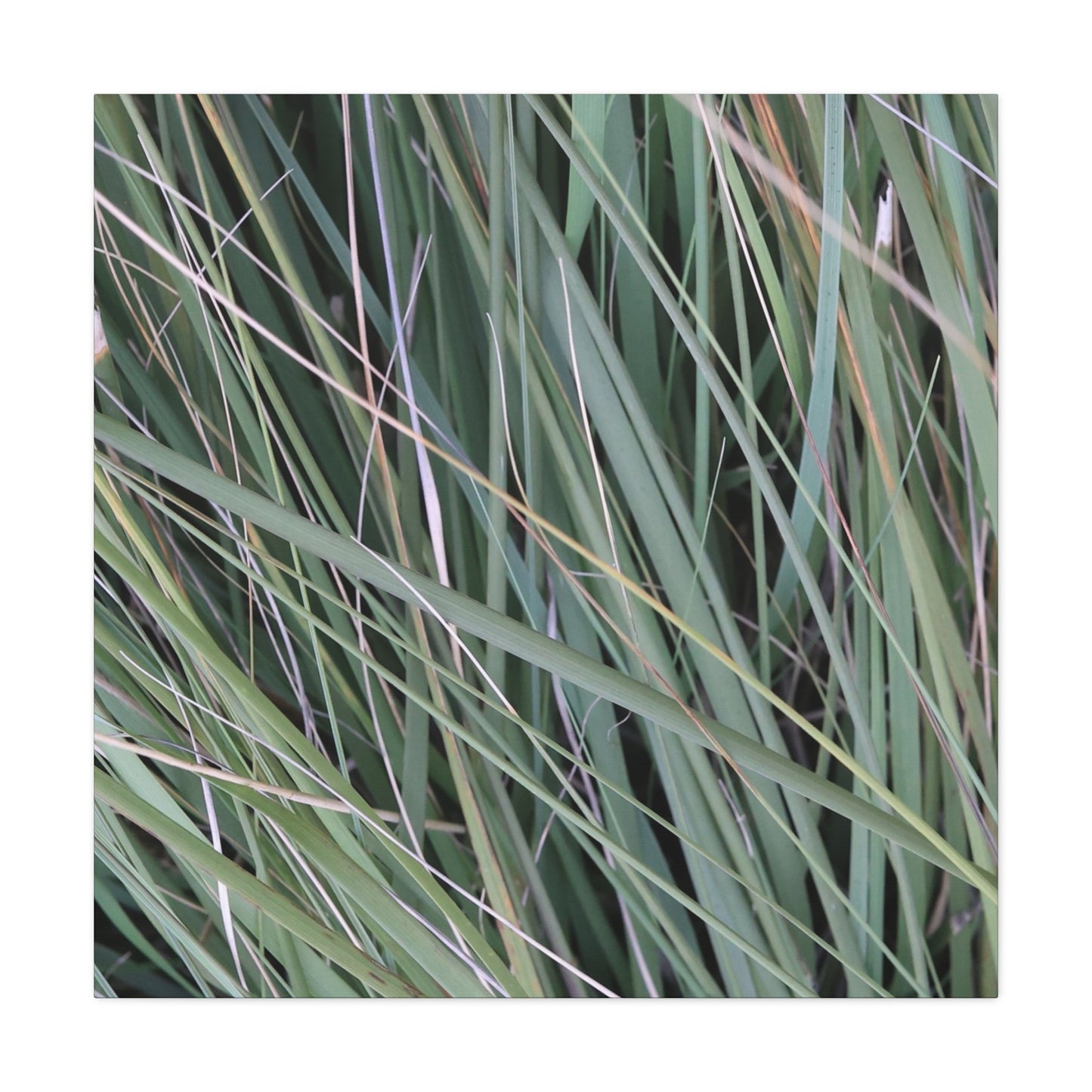 Whispers of Green - Unique Frameless Canvas Wall Art - Art By Earth