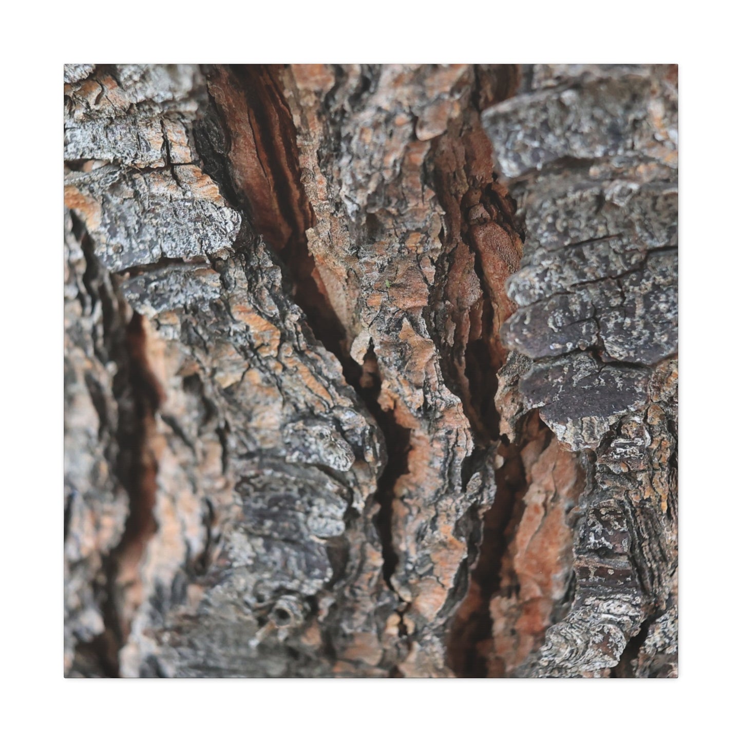 Rough Whispers - Unique Frameless Canvas Wall Art - Art By Earth