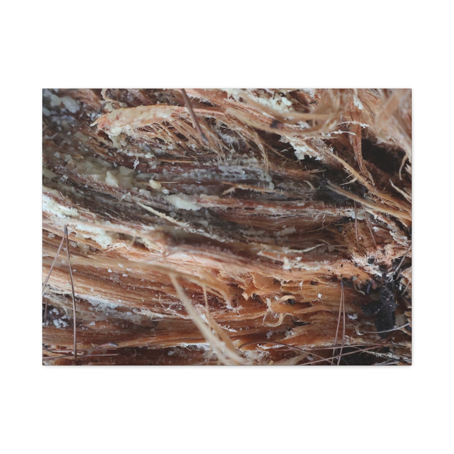 Decaying Whispers - Unique Frameless Canvas Wall Art - Art By Earth