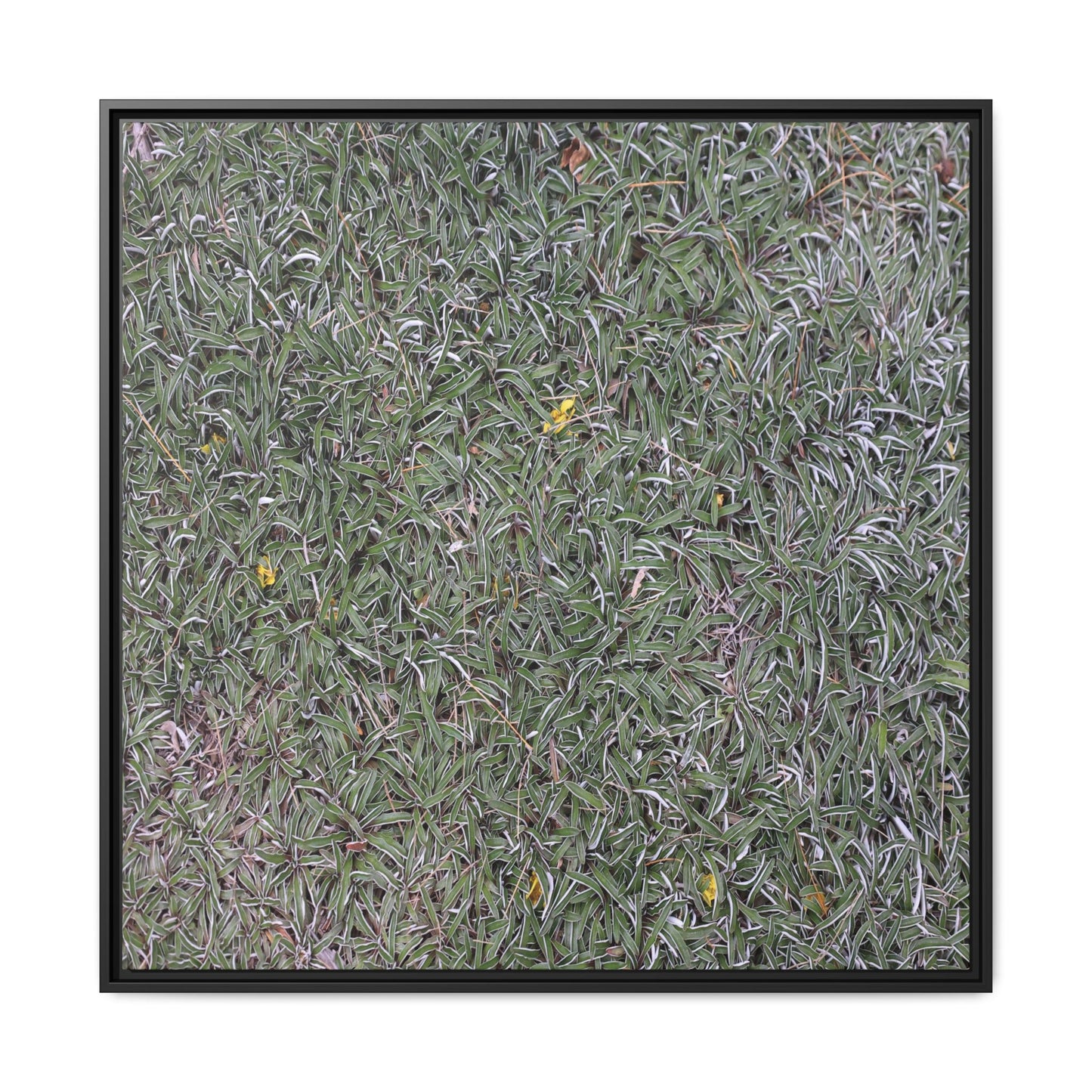 Grassy Texture - Unique Stretched Canvas Wall Art - Art By Earth