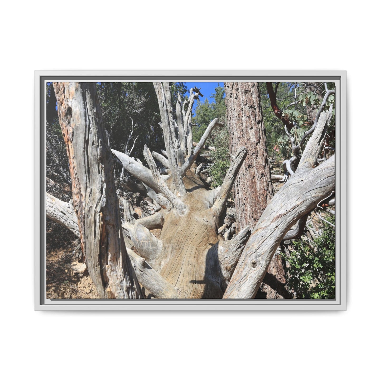 Forest Sentinels - Unique Stretched Canvas Wall Art