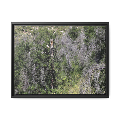 Forest Decline - Unique Stretched Canvas Wall Art