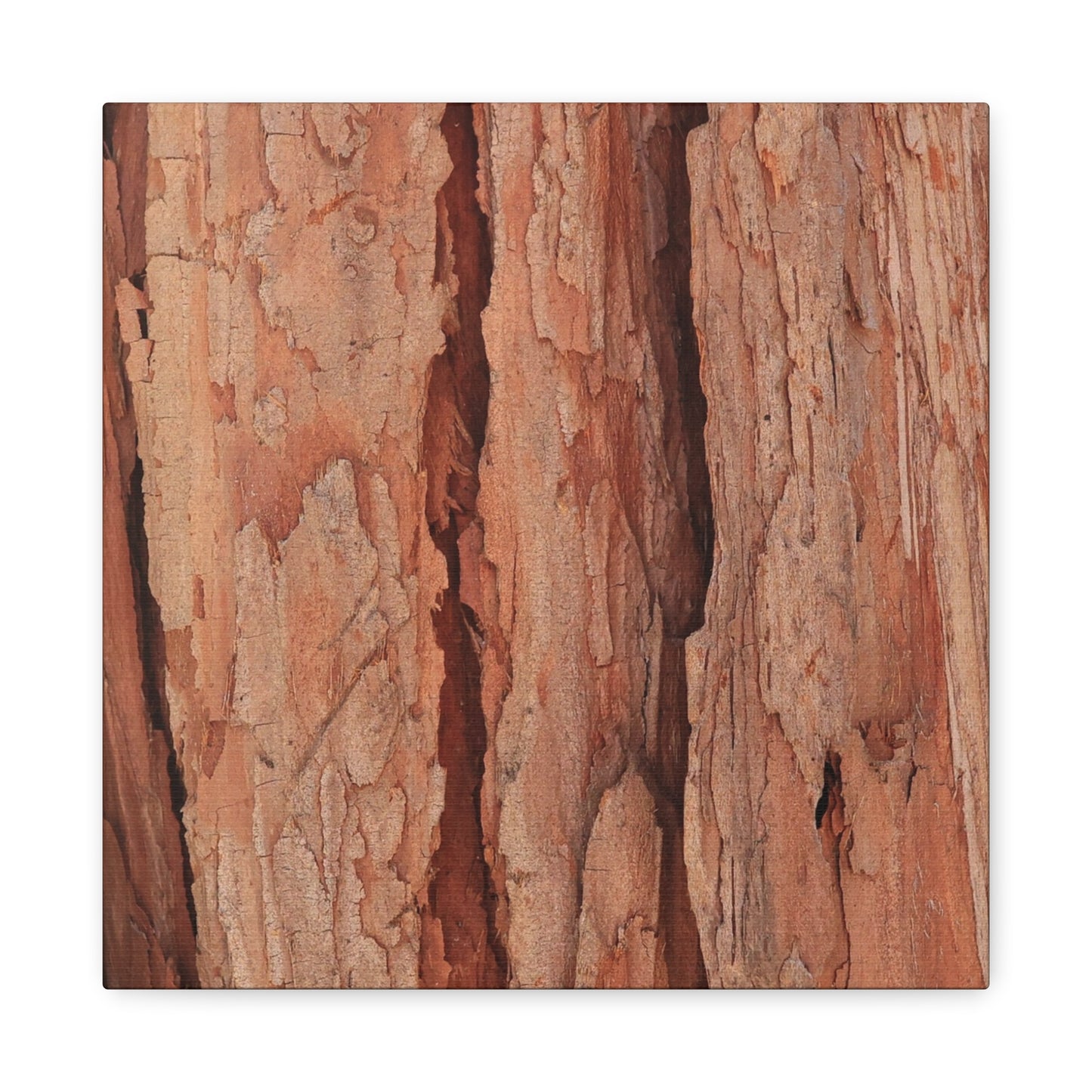 Bark Layers of Time - Unique Frameless Canvas Wall Art - Art By Earth