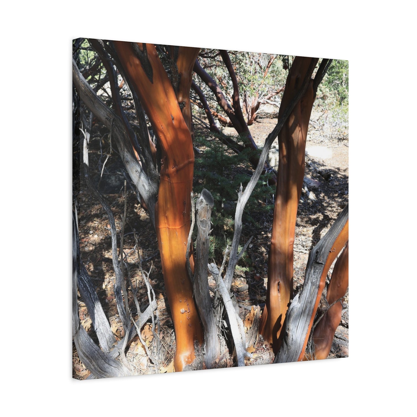 Peeling Bark of Ancient Trees - Unique Frameless Canvas Wall Art