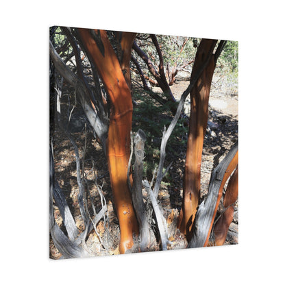 Peeling Bark of Ancient Trees - Unique Frameless Canvas Wall Art