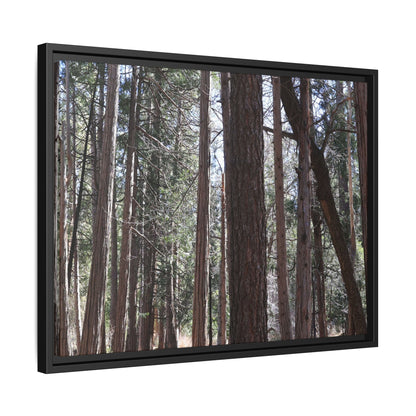 Forest Cathedral - Unique Stretched Canvas Wall Art - Art By Earth