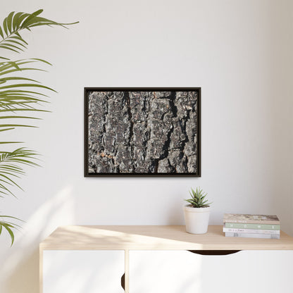 Bark Study in Gray - Unique Stretched Canvas Wall Art - Art By Earth