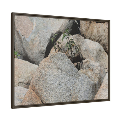Desert Plant Thriving Among Rocks - Unique Stretched Canvas Wall Art