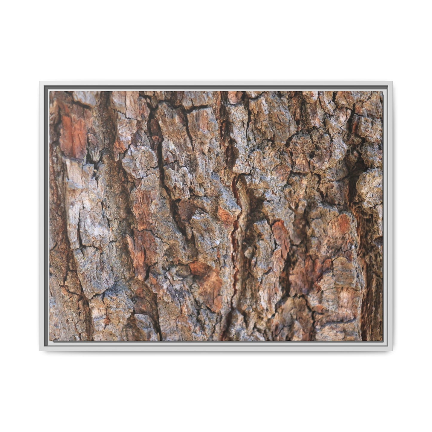 Tree's Timeworn Tale - Unique Stretched Canvas Wall Art - Art By Earth