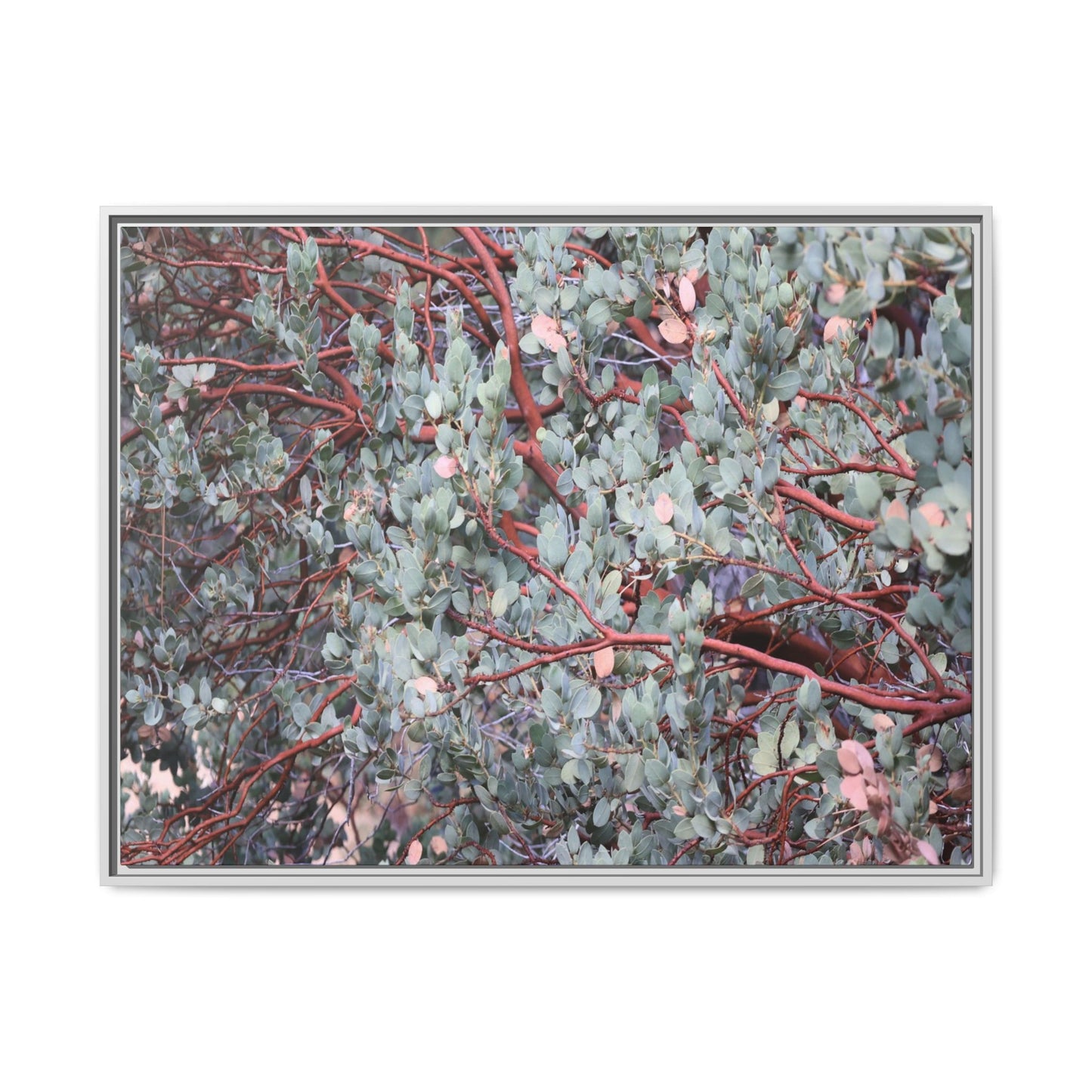 Whispers of Sage - Unique Stretched Canvas Wall Art - Art By Earth