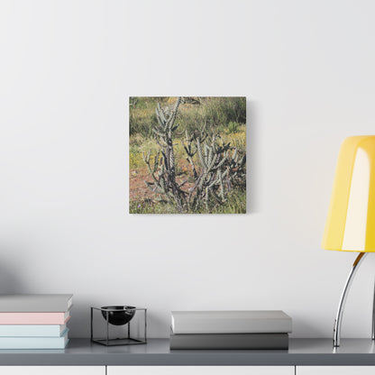 Desert Bloom in Shadow - Unique Frameless Canvas Wall Art - Art By Earth