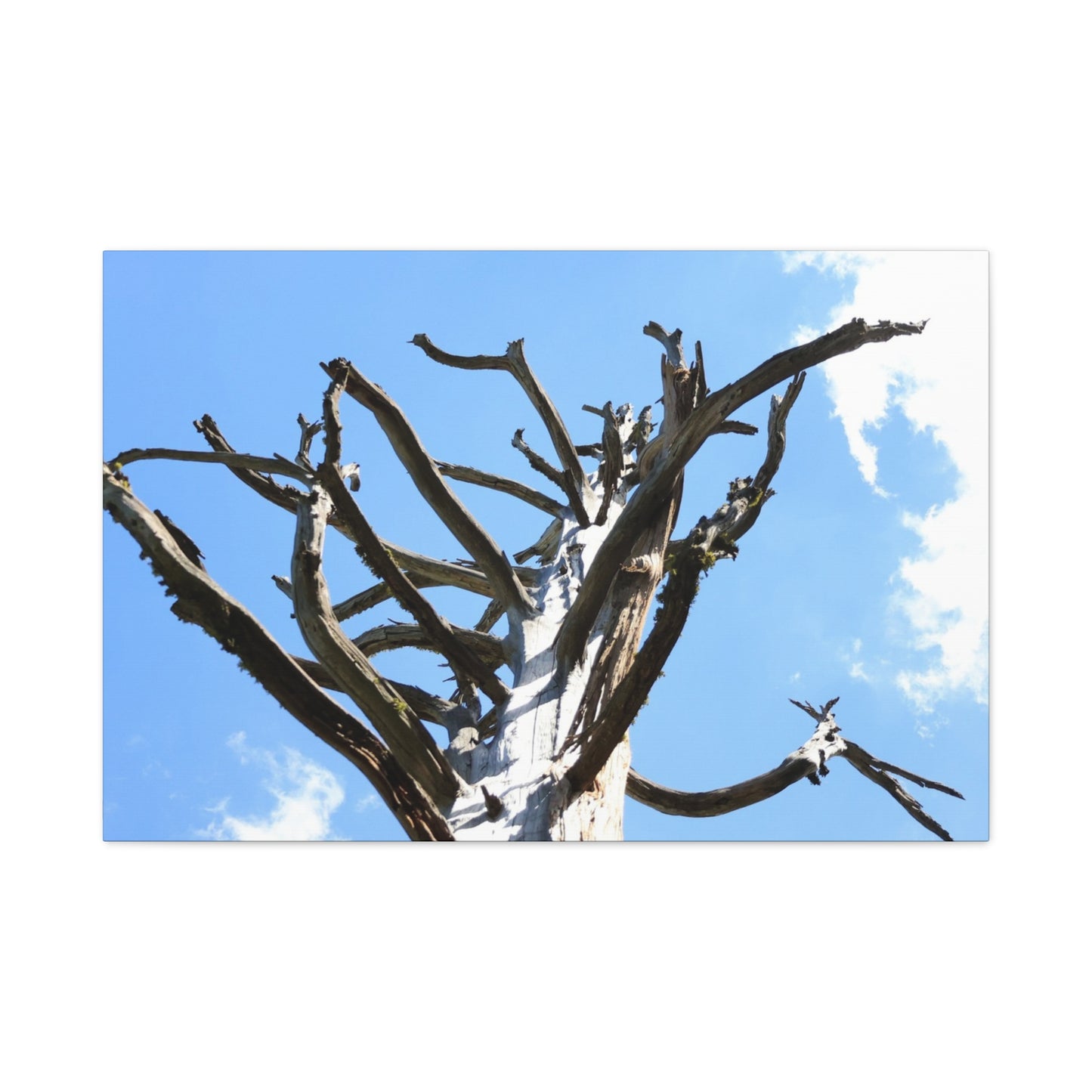 Skeletal Branches Reaching - Unique Frameless Canvas Wall Art - Art By Earth