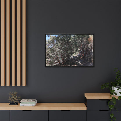 Desert Trail Through Blooming Manzanita - Unique Stretched Canvas Wall Art