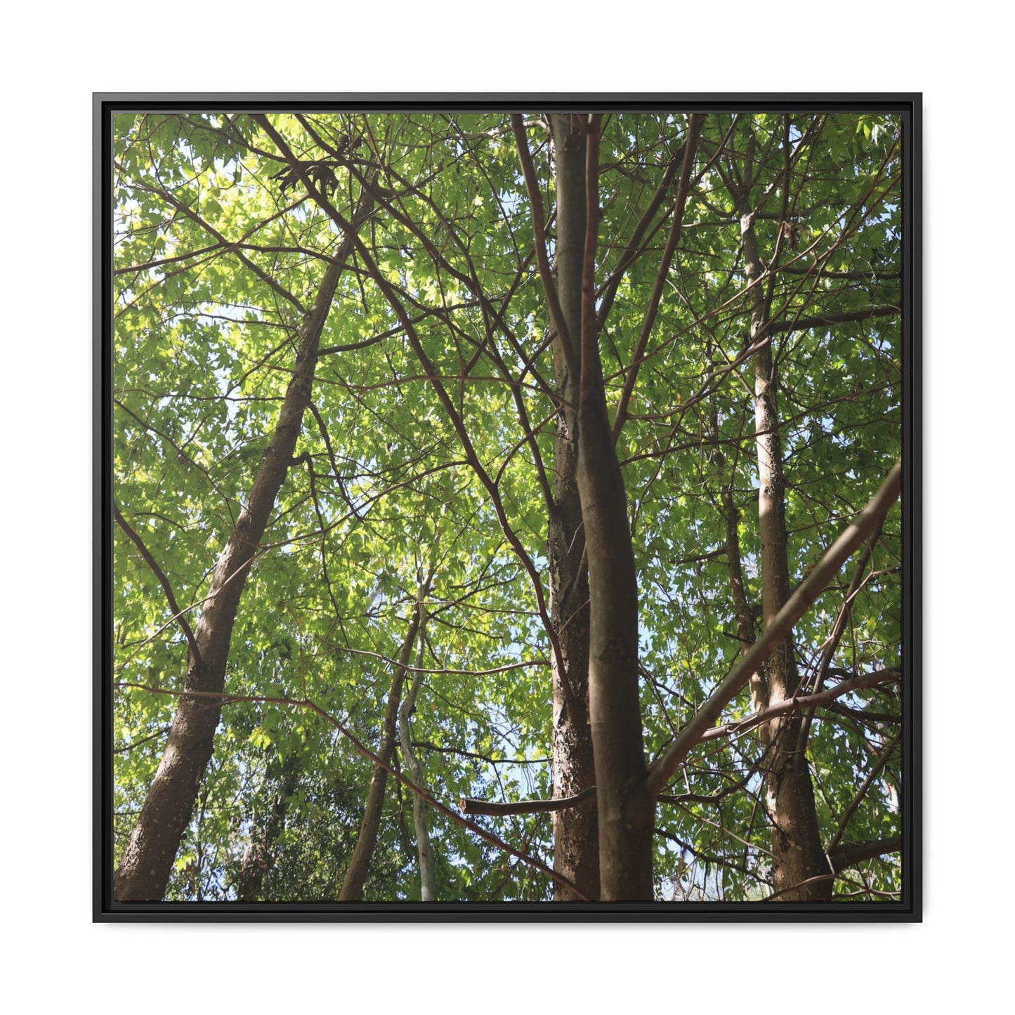 Forest Branches - Unique Stretched Canvas Wall Art