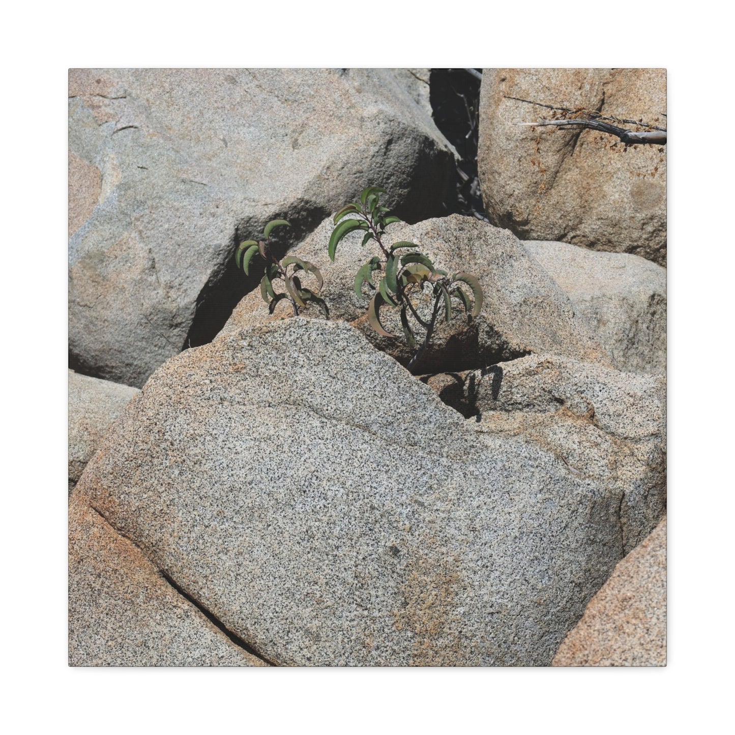 Desert Plant Survives - Unique Frameless Canvas Wall Art