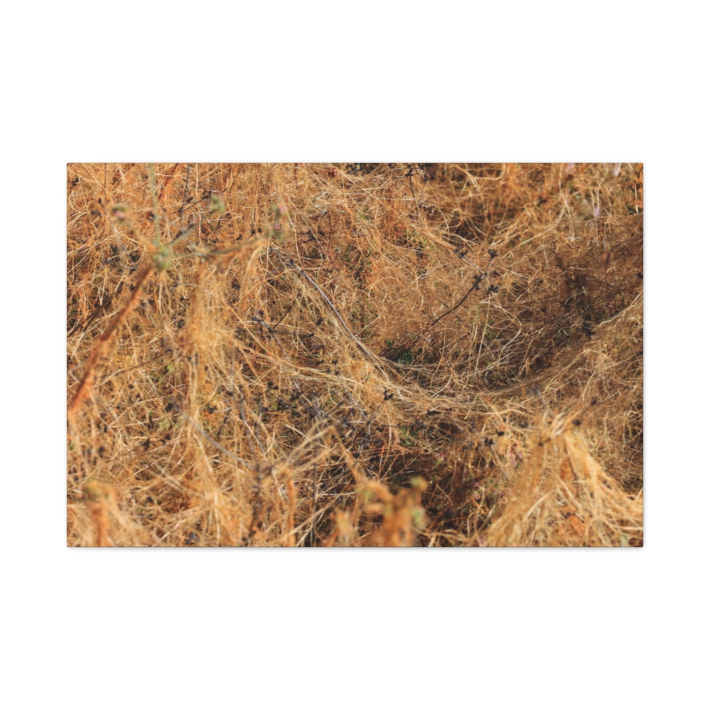 Dried Grasses - Unique Frameless Canvas Wall Art - Art By Earth