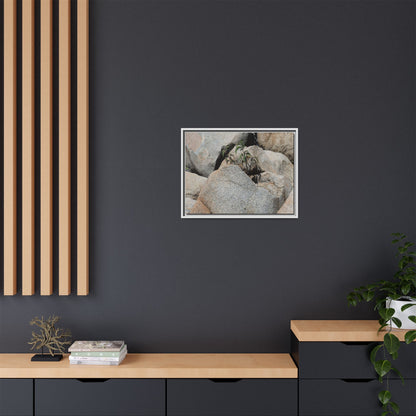 Desert Plant Thriving Among Rocks - Unique Stretched Canvas Wall Art