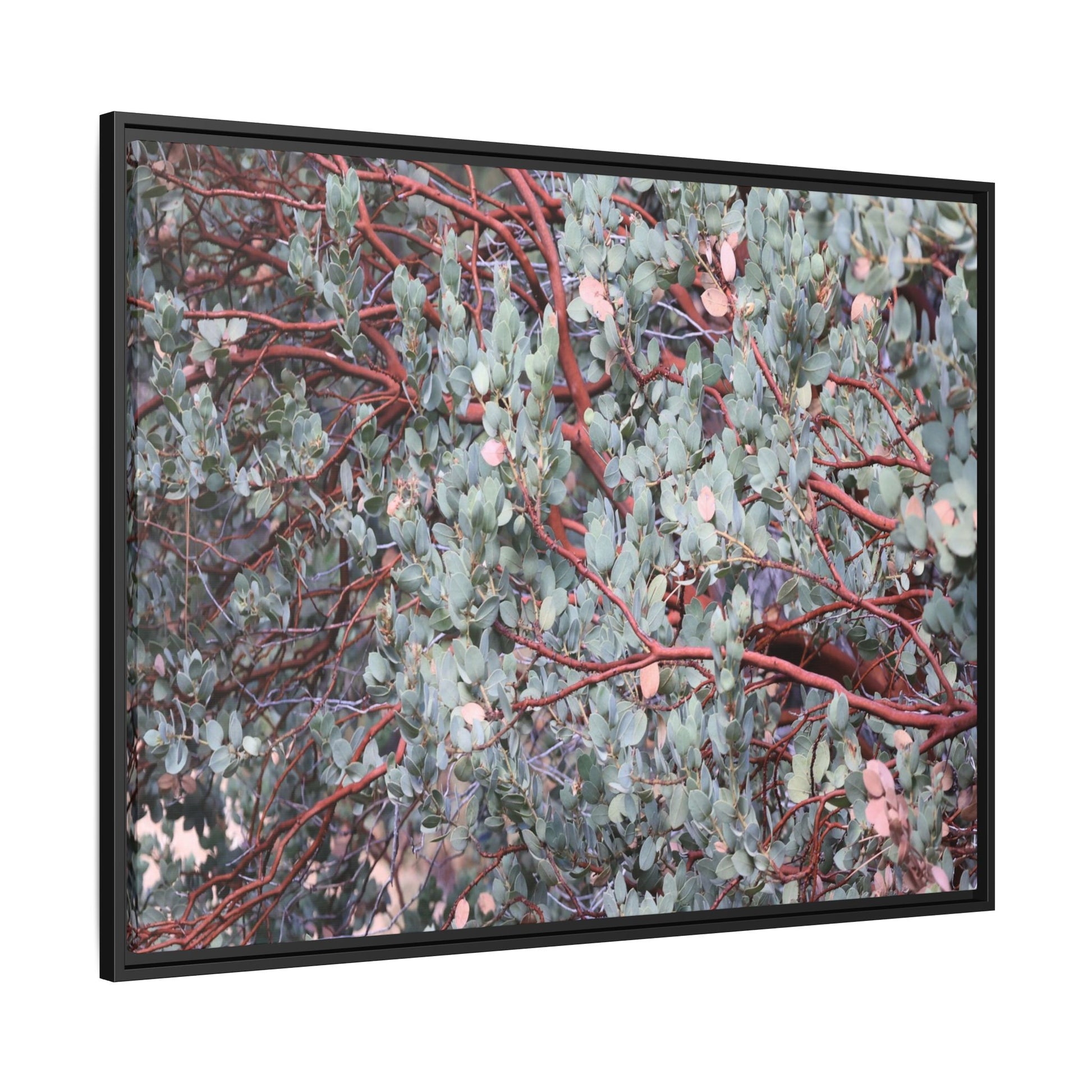 Whispers of Sage - Unique Stretched Canvas Wall Art - Art By Earth