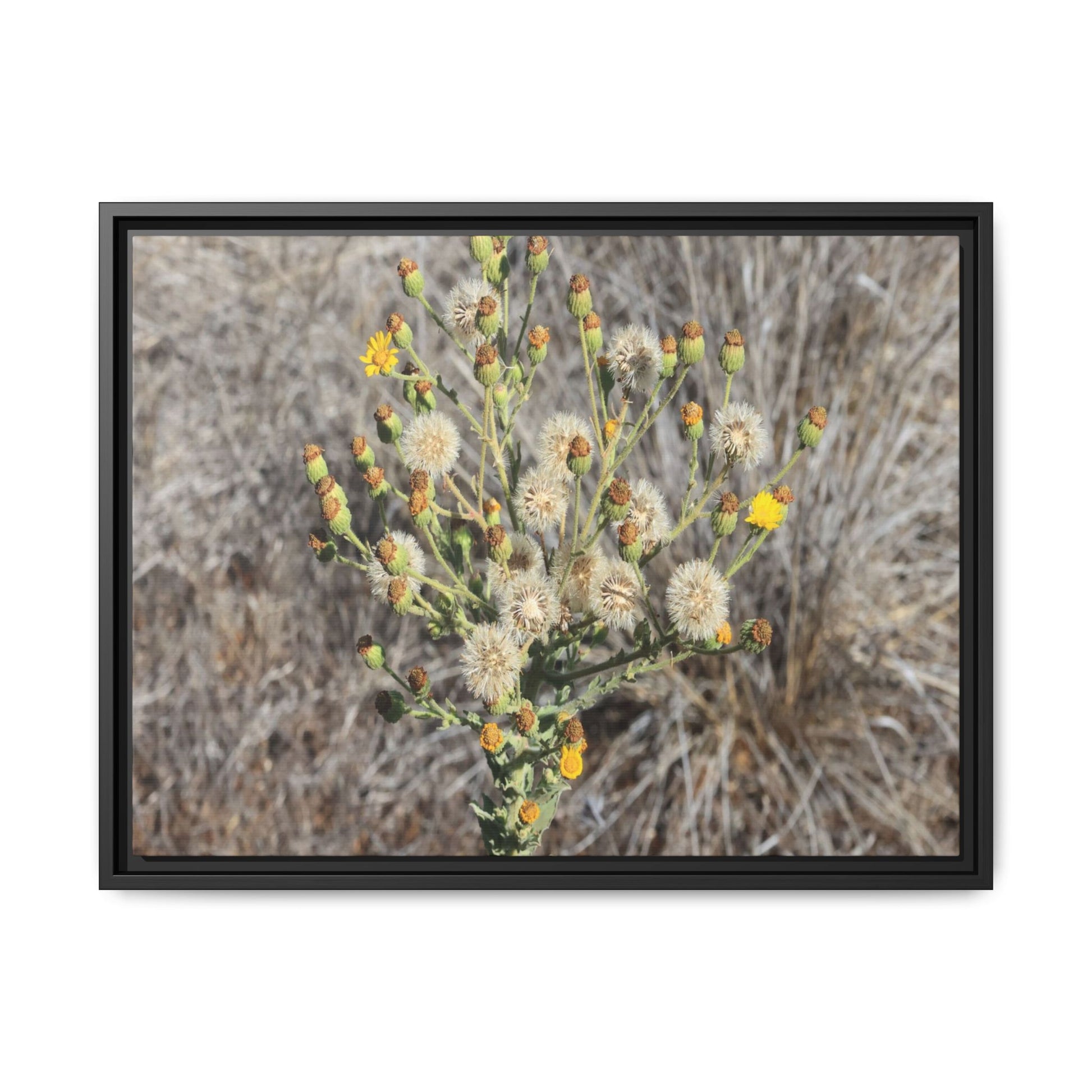 Whispers of the Dry Grass - Unique Stretched Canvas Wall Art - Art By Earth