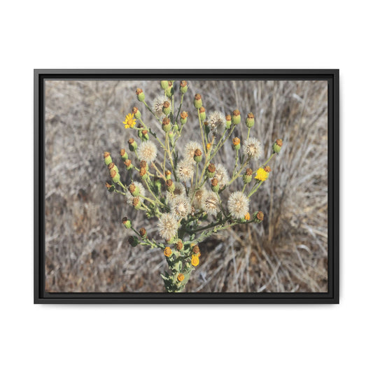 Whispers of the Dry Grass - Unique Stretched Canvas Wall Art - Art By Earth