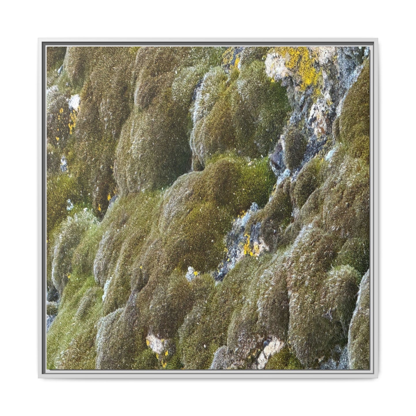 Moss Symphony - Unique Stretched Canvas Wall Art