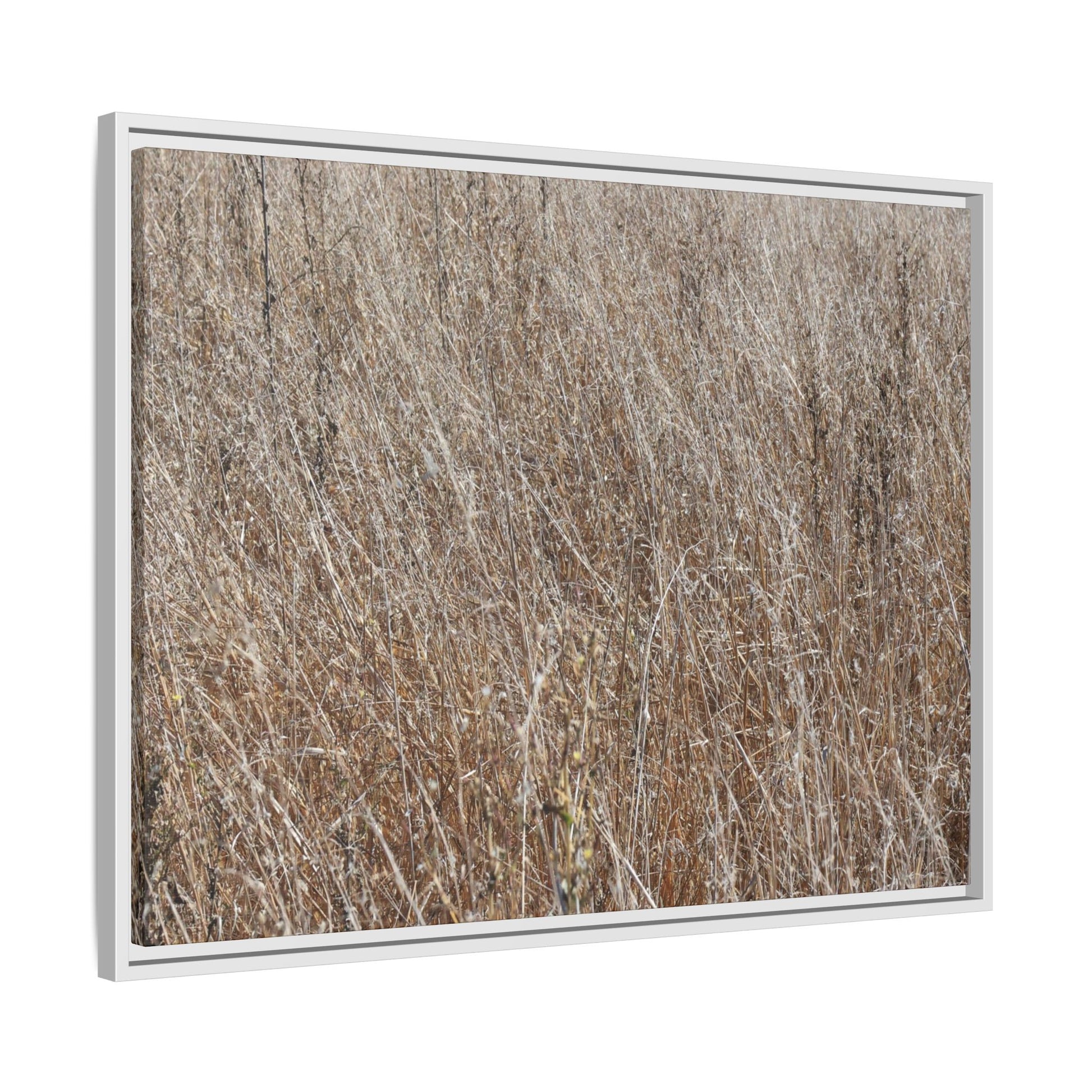 Dry Grass Symphony - Unique Stretched Canvas Wall Art - Art By Earth