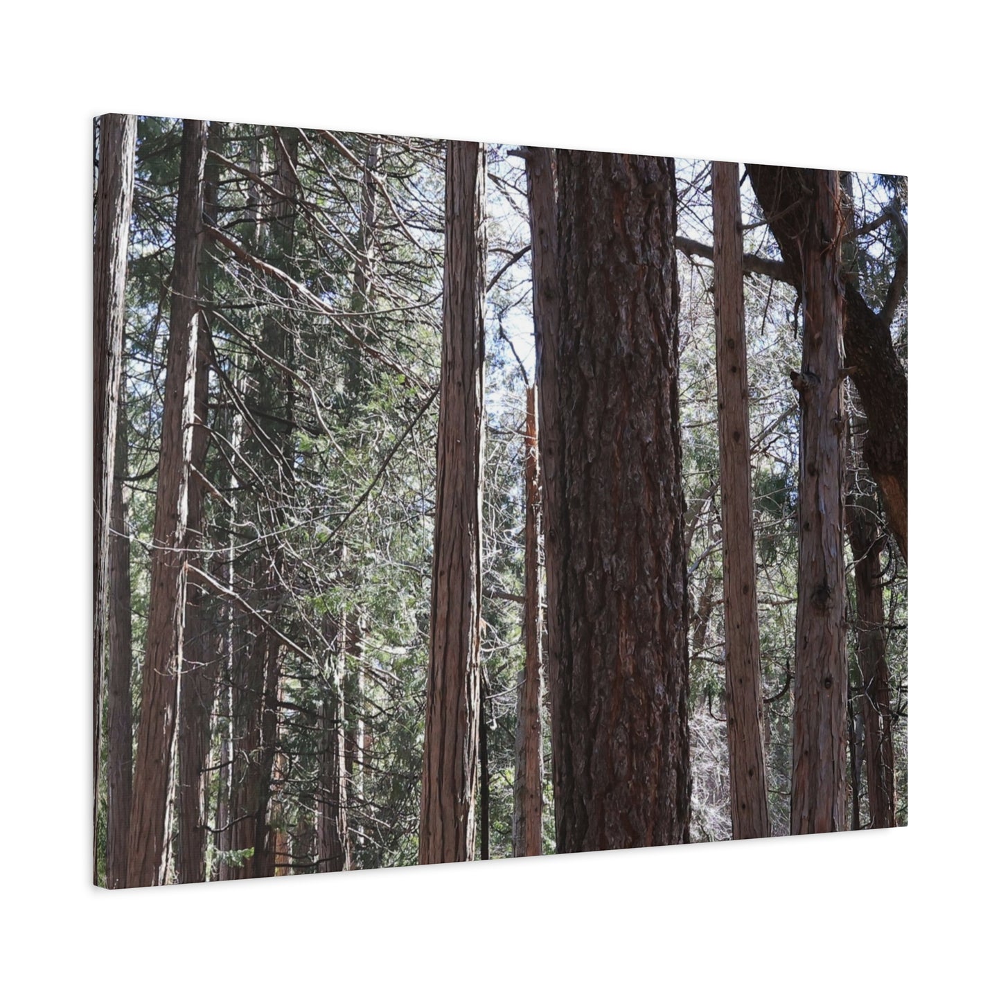 Vertical Sentinels - Unique Frameless Canvas Wall Art - Art By Earth