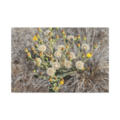 Whispers of the Dry Meadow - Unique Stretched Canvas Wall Art - Art By Earth