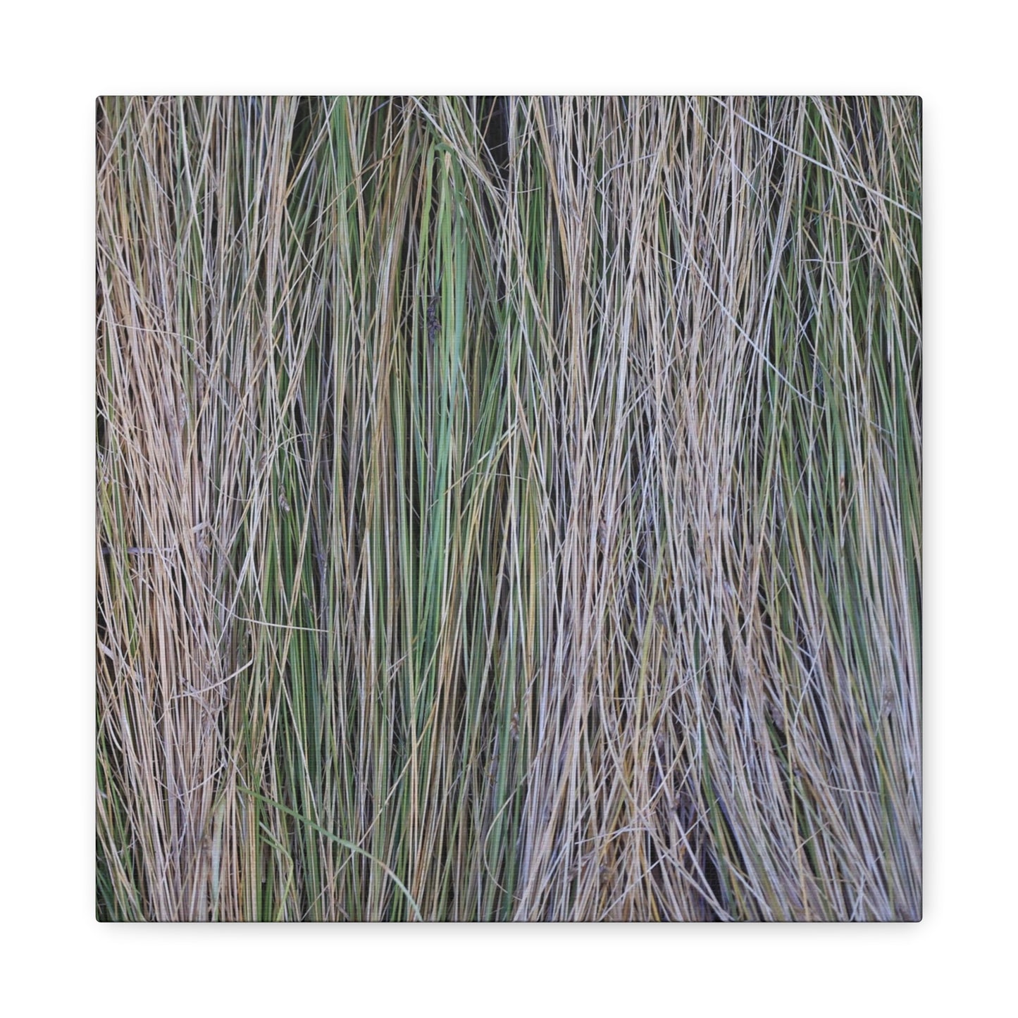 Whispers of Grass - Unique Frameless Canvas Wall Art - Art By Earth