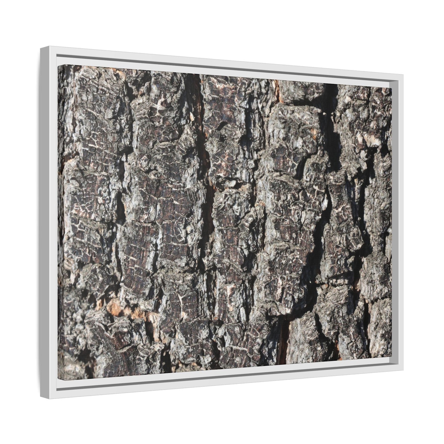Bark Study in Gray - Unique Stretched Canvas Wall Art - Art By Earth
