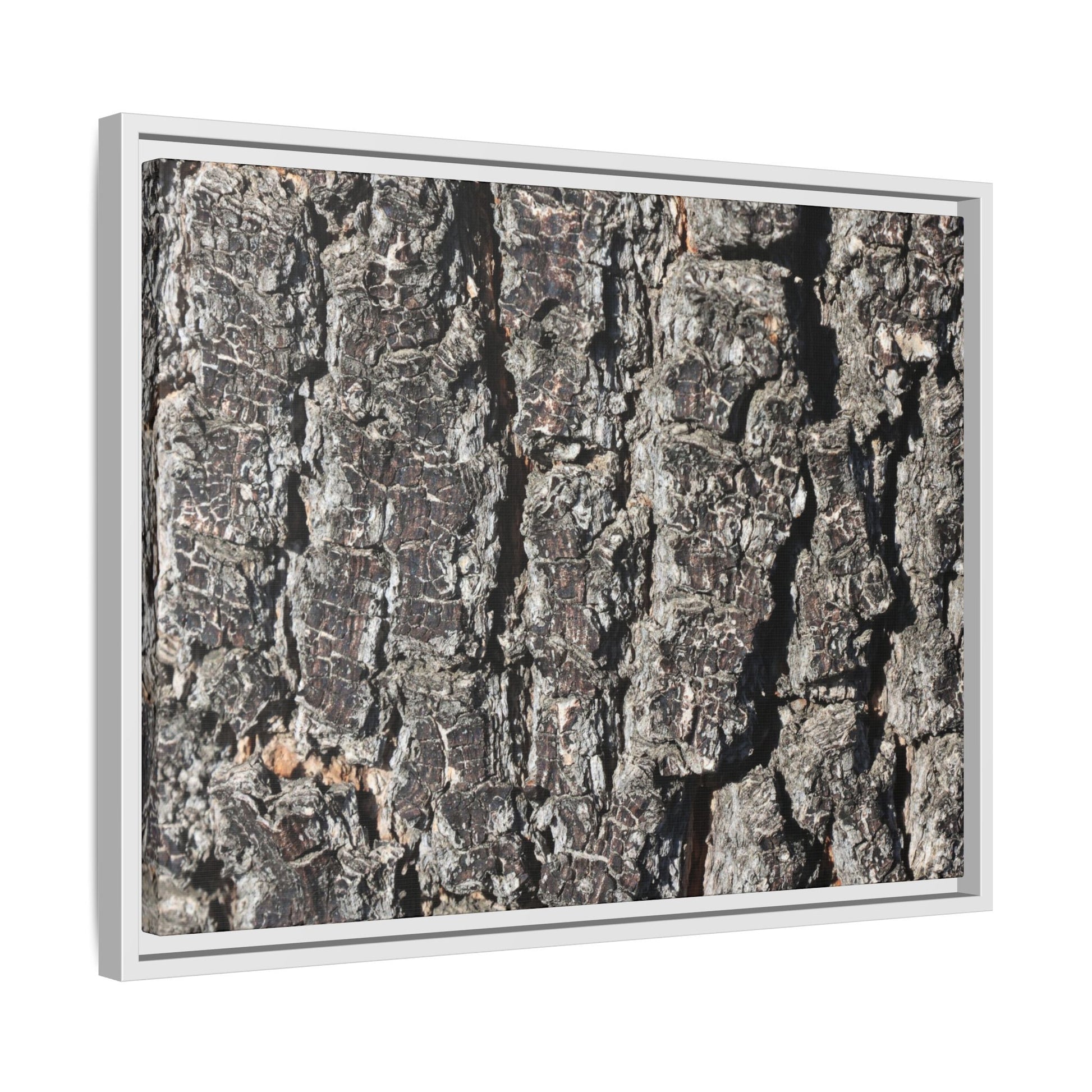 Bark Study in Gray - Unique Stretched Canvas Wall Art - Art By Earth