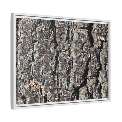 Bark Study in Gray - Unique Stretched Canvas Wall Art - Art By Earth