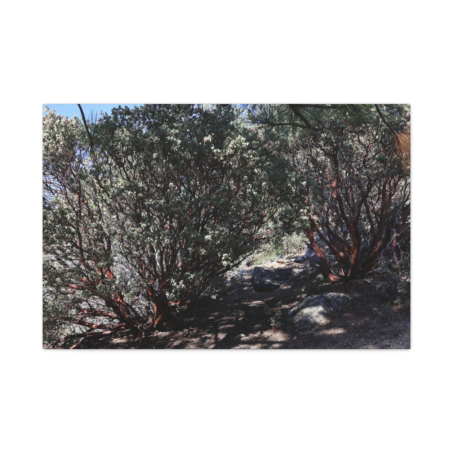 Desert Blooms - Unique Frameless Canvas Wall Art