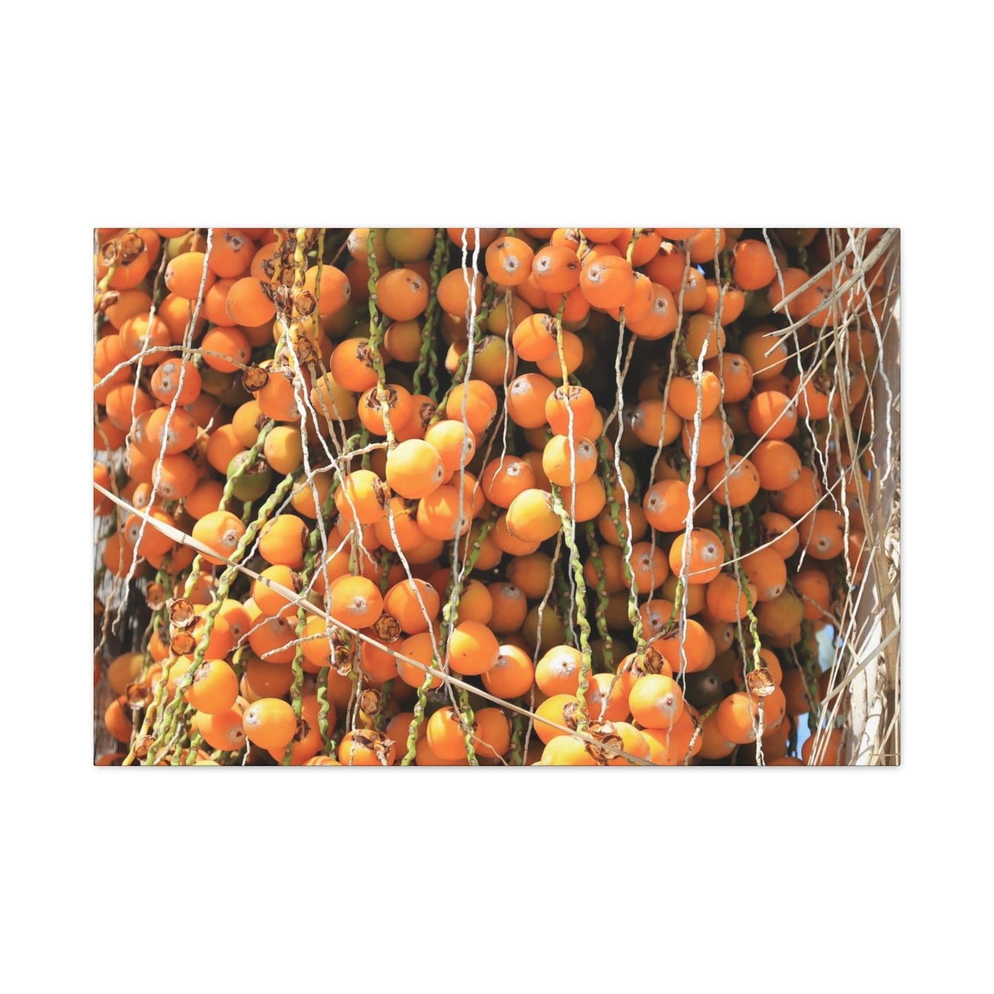 Orange Harvest - Unique Frameless Canvas Wall Art - Art By Earth
