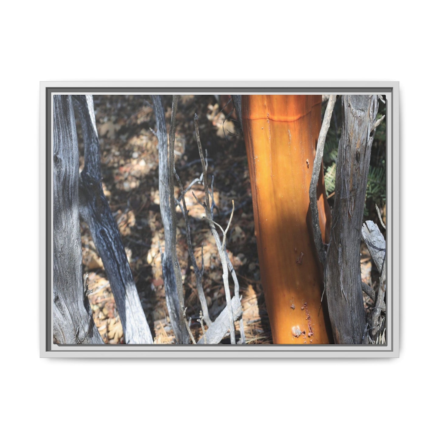 Burnt Trees and Golden Trunk - Unique Stretched Canvas Wall Art