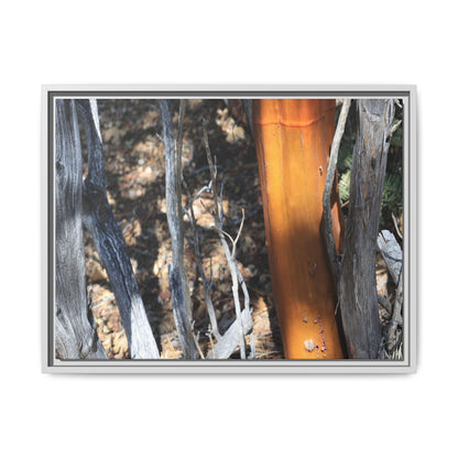 Burnt Trees and Golden Trunk - Unique Stretched Canvas Wall Art