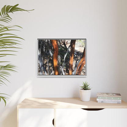 Eucalyptus Grove - Unique Stretched Canvas Wall Art