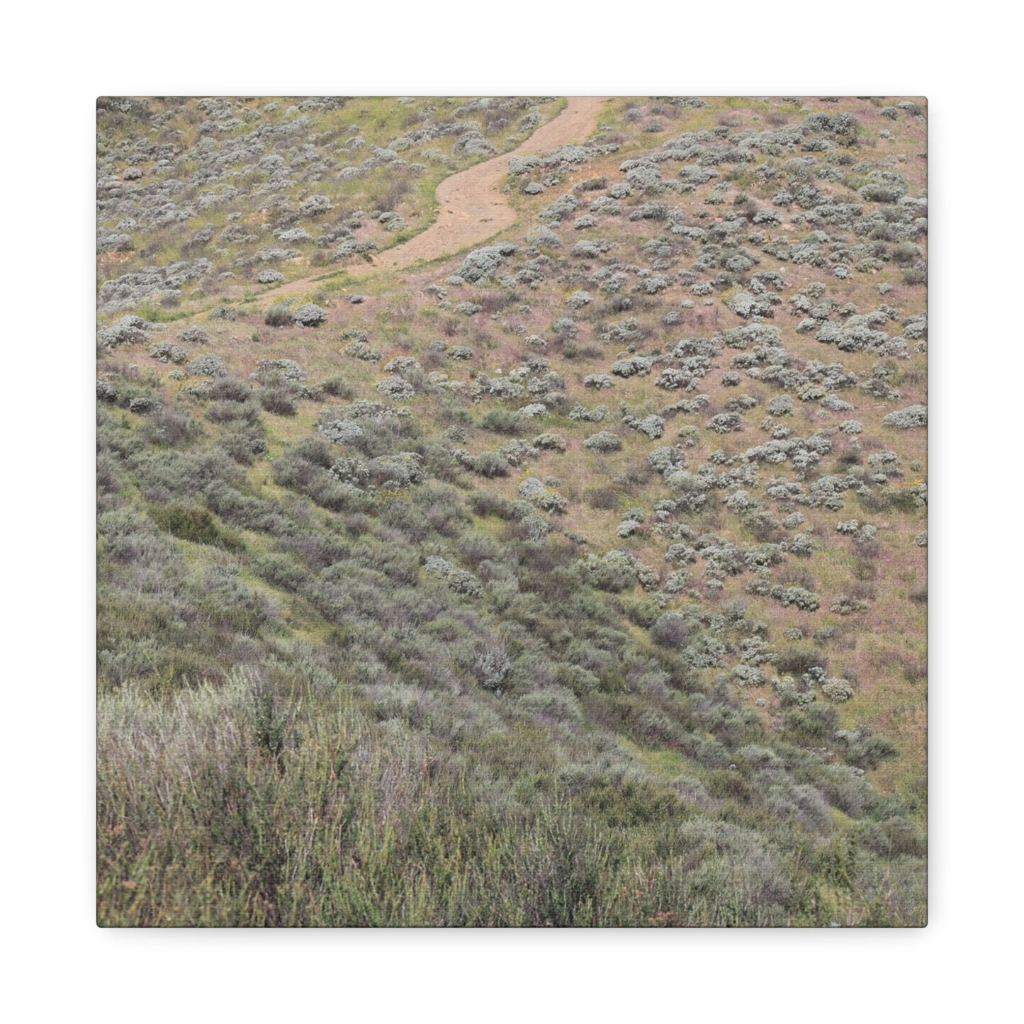 Desert Path Through Sagebrush - Unique Frameless Canvas Wall Art - Art By Earth