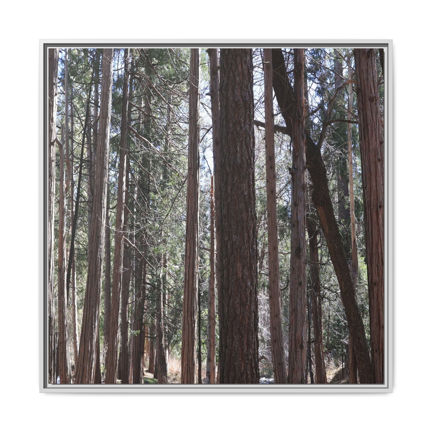 Forest Cathedral - Unique Stretched Canvas Wall Art - Art By Earth